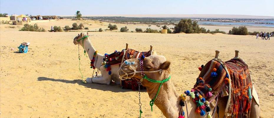 Travel and Tourism in Egypt injected a record E£953BN in the national economy last year