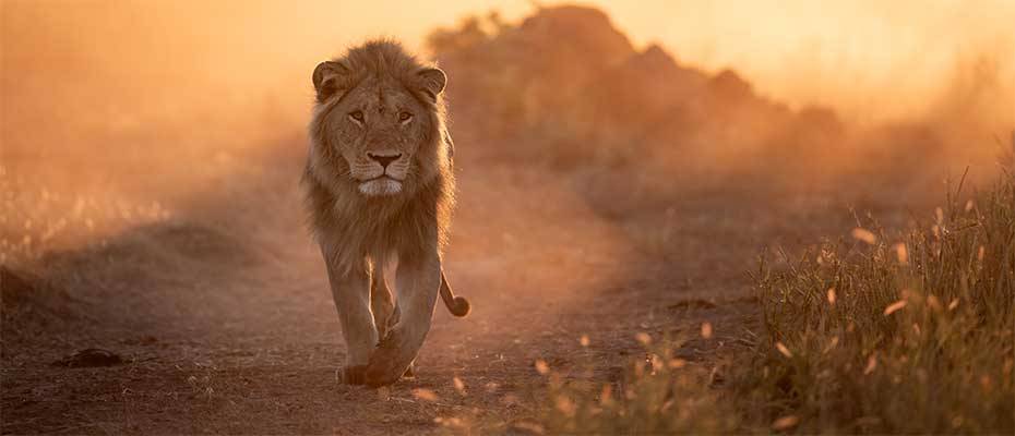 Wilderness eröffnet Luxuscamp in entlegener, besonders tierreicher Region Botswanas