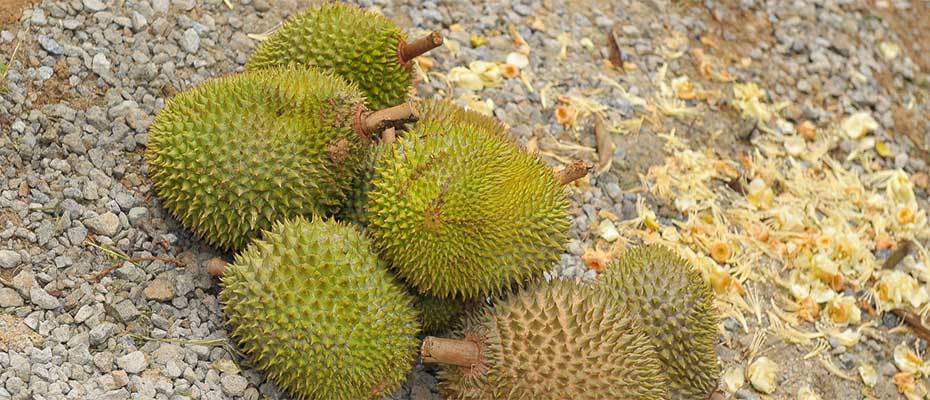 Malaysia Leads the Charge on Trending Durian Tourism with Newly Announced Travel Experiences