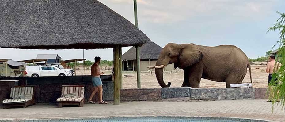 Vorfahrt für Elefanten – Botswanas tierisch guter Geheimtipp