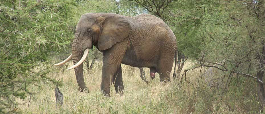 Battle to save Tanzania’s super tusker elephants