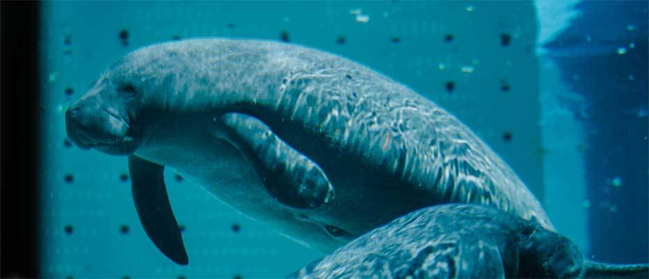 Clearwater Marine Aquarium's Manatee Rehabilitation Center Is Now Open