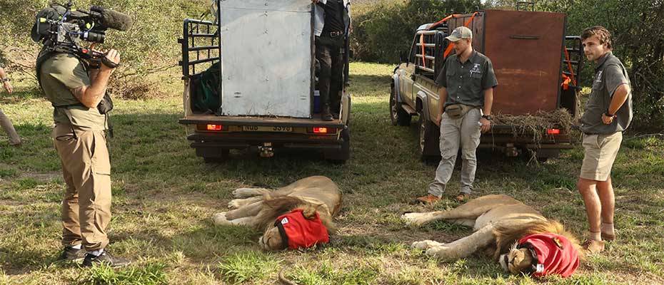 Thanda Safari begrüsst 2 Könige - 20 Jahre Wildtierschutz