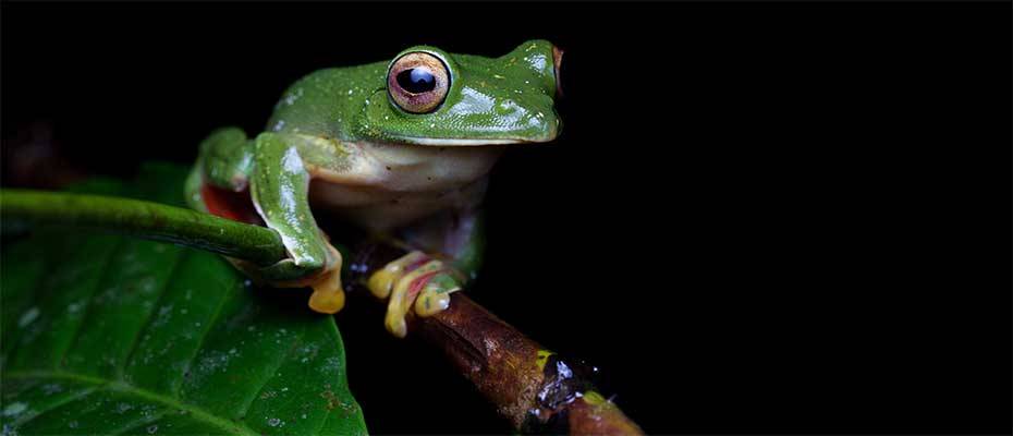 Asien für Tierliebhaber: Acht Weltmeister der besonderen Art