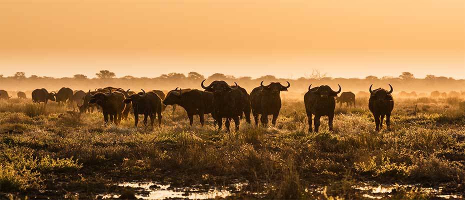 Auf ein Date mit Gepard, Gorilla und Baby-Gnu