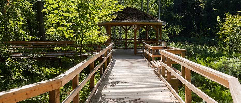 Waldrauschen am Meer – Waldtherapie an der Ostseeküste