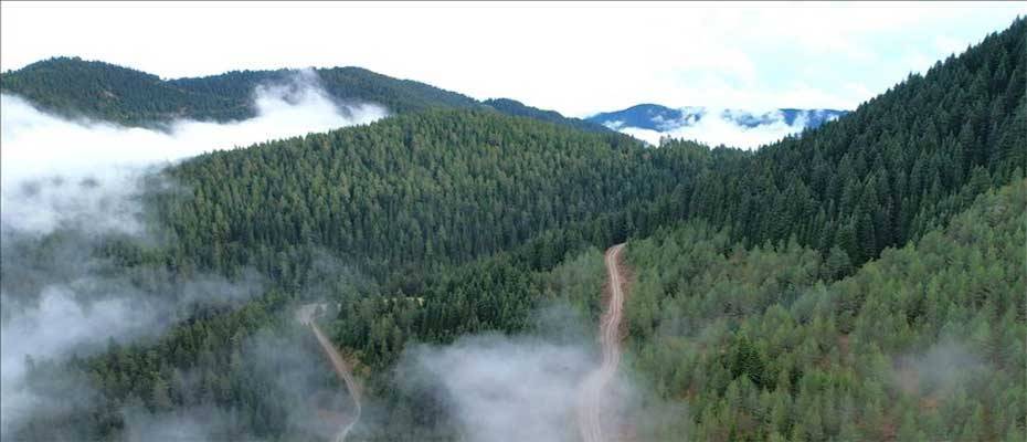 Türkiye's forest cover increased 7 times more than area burned in 12 years