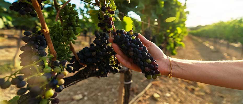 Join the Grape Harvest in Beautiful Bozcaada