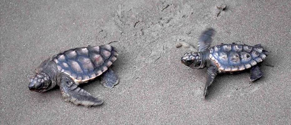 Antalya'nın Çıralı sahilinde 4 bin caretta caretta denizle buluştu