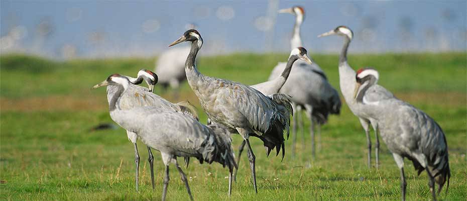 Naturschauspiel im Nordosten: Kranichsaison in Mecklenburg-Vorpommern beginnt