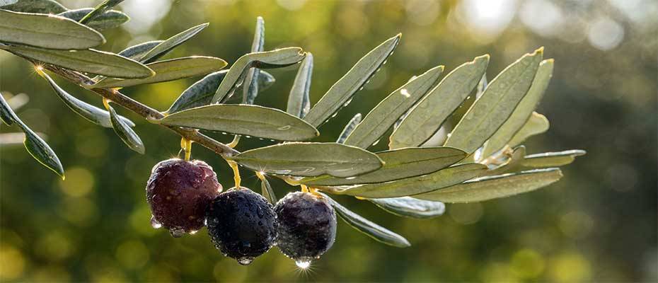 Erntesaison in Türkiye: das Erbe der Oliven