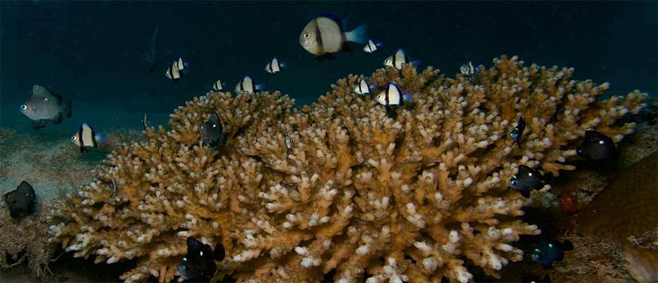 Beachcomber will die biologische Vielfalt im Meer stärken