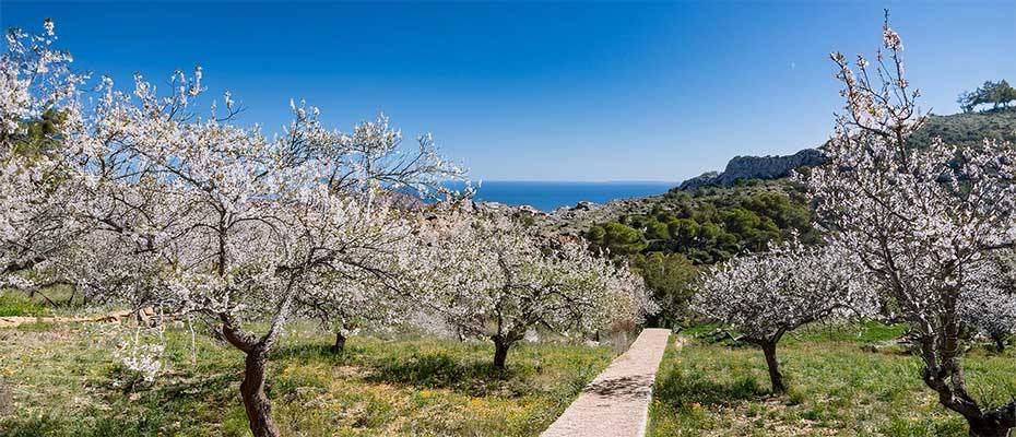 Schauinsland-reisen: Entdecken Sie den Zauber der Mandelblüte auf Mallorca