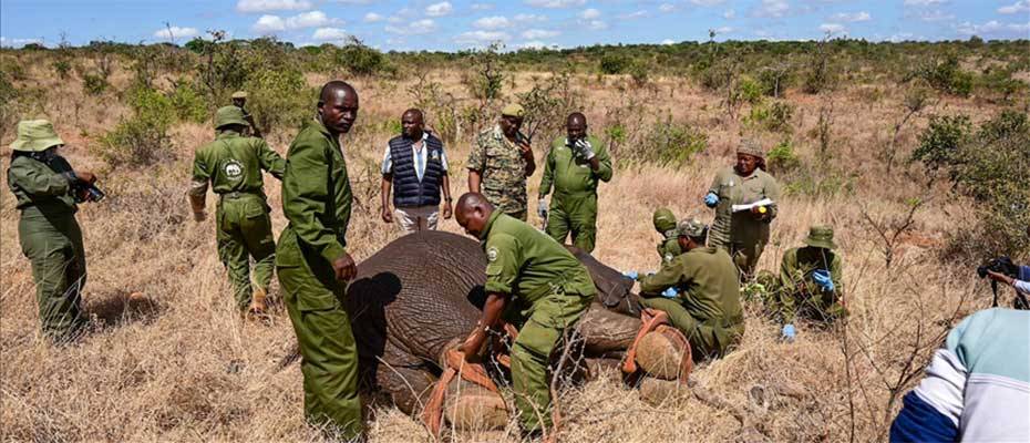 Mammoth move: Kenya transferring dozens of elephants to quell human-wildlife conflict