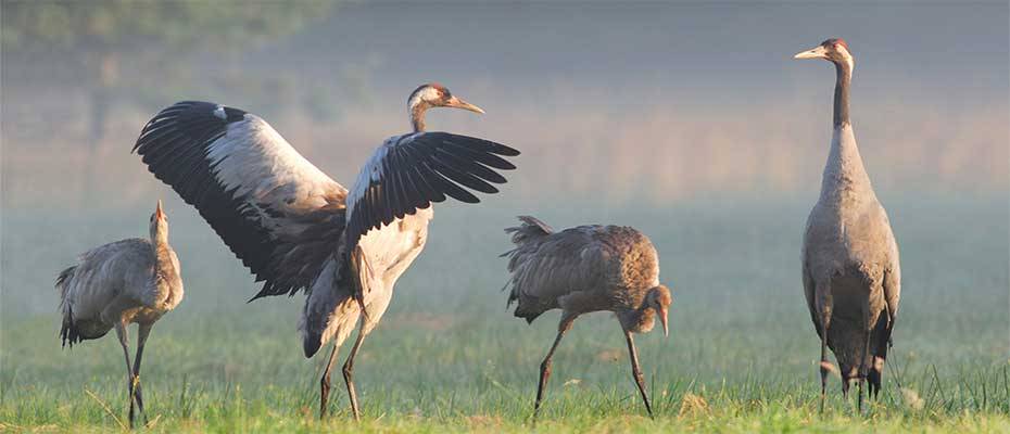 Mehr Kraniche rasten im Müritz-Nationalpark