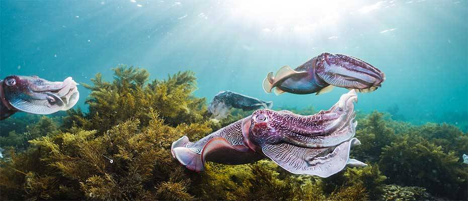 Einzigartige Eyre Peninsula: Wo der Ozean auf das Outback trifft