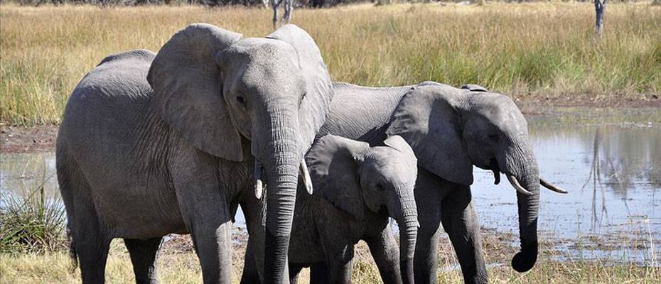 Die beste Zeit des Jahres für Safari-Abenteuer in Botswana, Kenia und Simbabwe