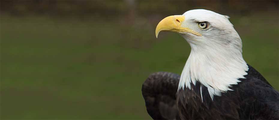 Oregons tierische Weggefährten 