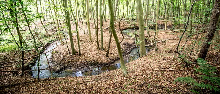 Neuer Kur- und Heilwald an der Ostseeküste Mecklenburg