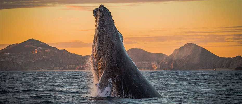 alltours erweitert aktuelles Winterprogramm in Mexiko um Los Cabos