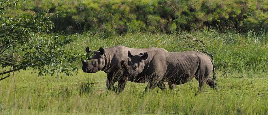 Neueröffnung: Wilderness Magashi Peninsula komplementiert Portfolio von Wilderness in Ruanda