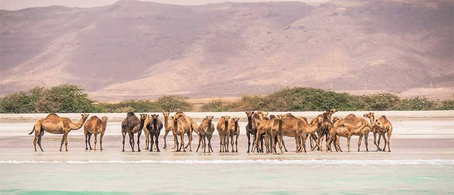 Dhofar – Omans facettenreicher Süden