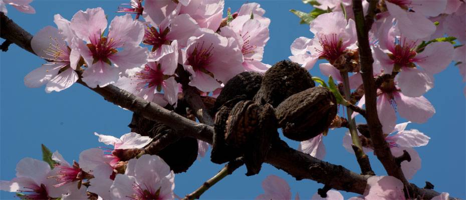 Im Februar: Zur Mandelblüte nach Marokko