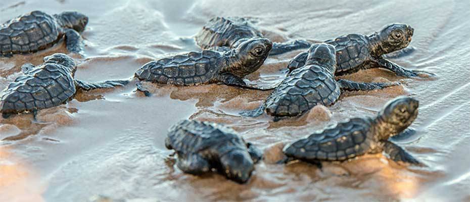 Sunset World Group Released the Results of its 2024 Sea Turtle Protection Program