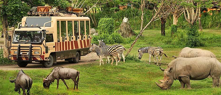 Indonesian Safari Park: An African-Style Safari in Asia 