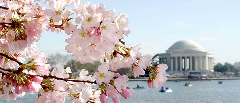 Frühling in Zartrosa: Tausende Kirschbäume erblühen in der Hauptstadtregion der USA