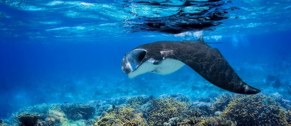 Nachhaltige Reiseerlebnisse in Fiji