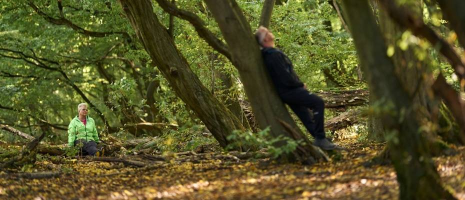 WaldResort Hainich wird neuer Außenstandort der Deutschen Akademie für Waldbaden und Gesundheit