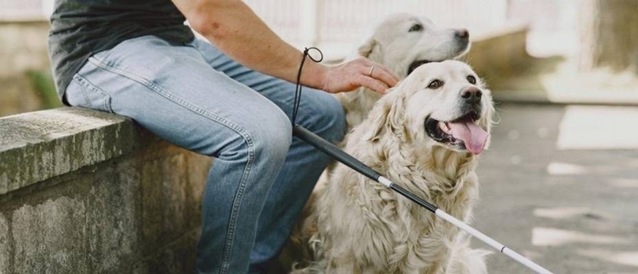 Tüm Rehber Köpekler Artık İspanya'daki Otel ve Restoranlara Girebilecek