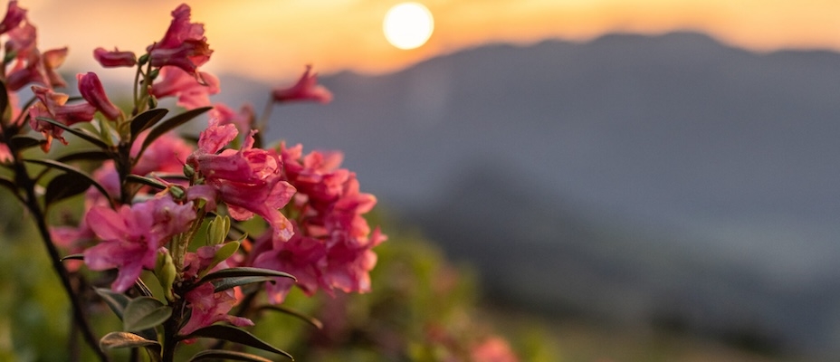 Almrosen stehen im Alpbachtal in voller Blüte
