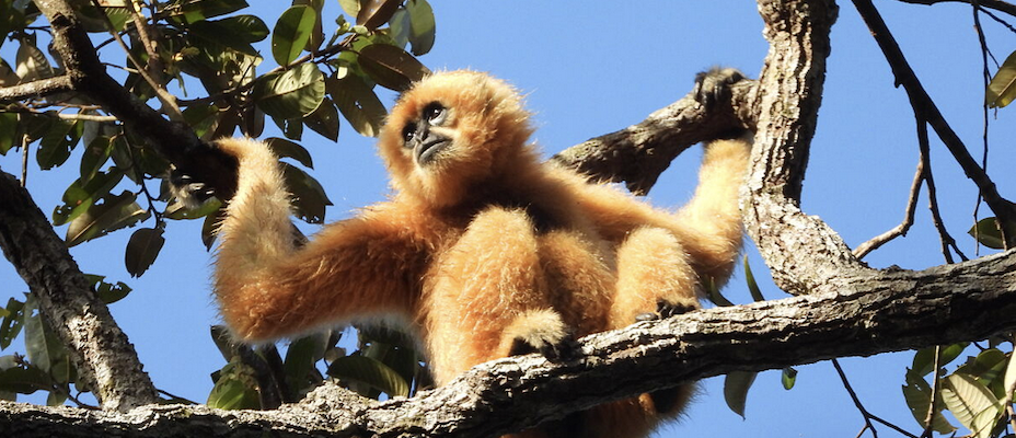 TUI Wildlife Projekte in Namibia und Kambodscha