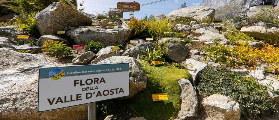Blühende Höhen: Botanische Gärten im Aostatal laden zum Entdecken ein - Lesen Sie die Nachrichten