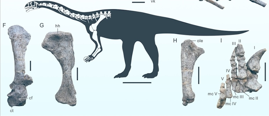 Çin'de yeni bir dinozor türüne ait fosil bulundu - Read the News?>