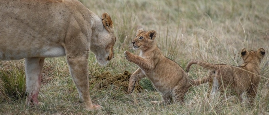 Afrika'da aslanlar, habitat kaybı, avcılık ve kemik ticareti kıskacında - Lesen Sie die Nachrichten?>
