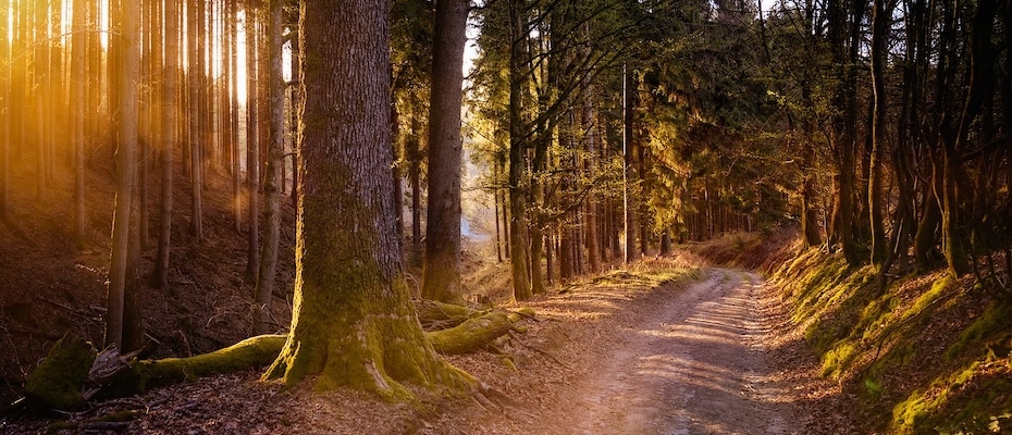 Deutschlands Naturwunder des Jahres 2025 gesucht - Lesen Sie die Nachrichten