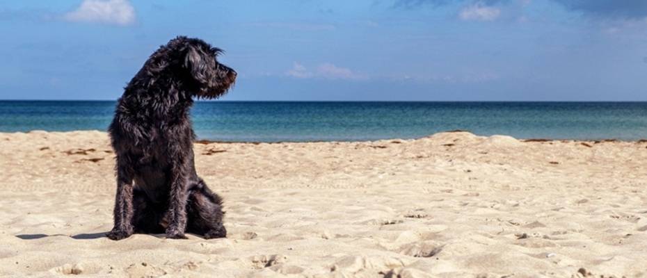 Kanarya Adası: Mogán, köpekleriyle seyahat eden 73 milyon Avrupalı aileyi çekmek istiyor - Haberi Oku