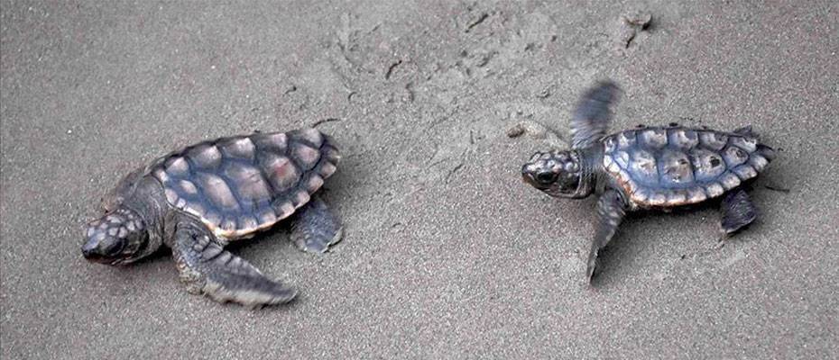 Belek sahillerinde kaplumbağa yavrularının denizle buluştuğu zorlu yolculuk görüntülendi - Haberi Oku
