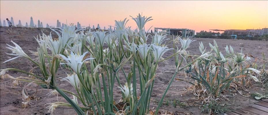 Antalya sahillerinde kum zambakları açtı - Haberi Oku