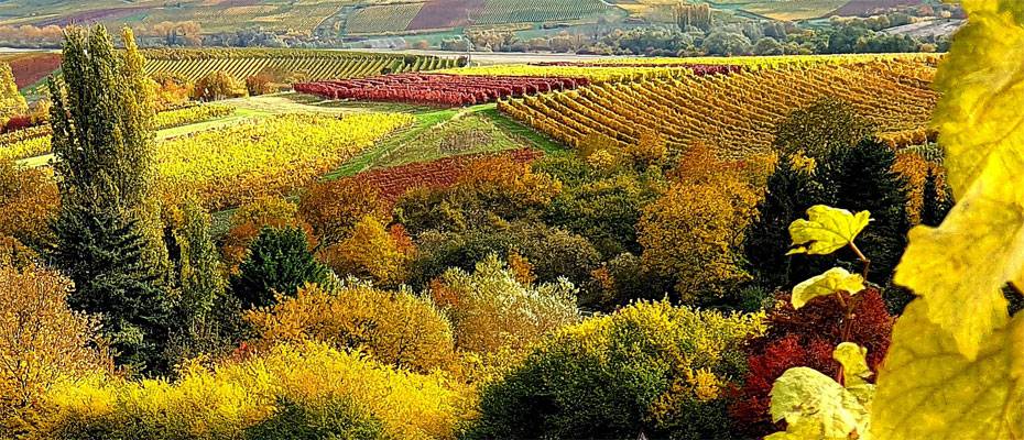 TUI Musement’e göre İspanya, Avrupa’nın en popüler 3 şarap turizmi destinasyonu arasında