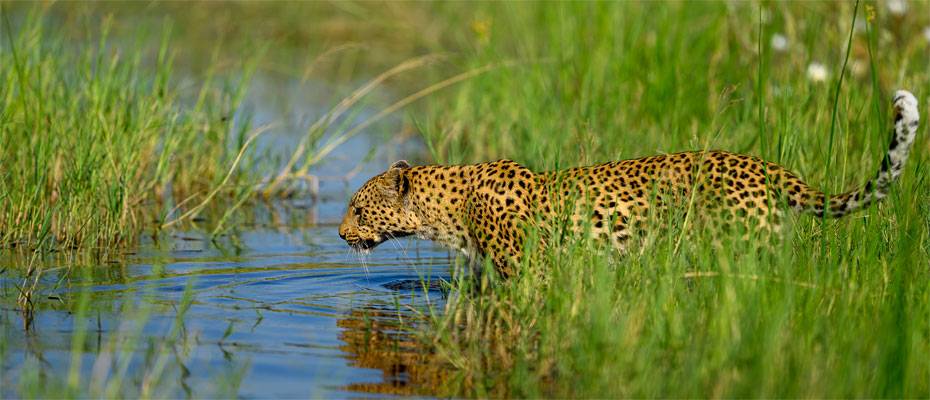 ASA goes Africa: Zwei FAMtrips nach Botswana und Südafrika - Lesen Sie die Nachrichten