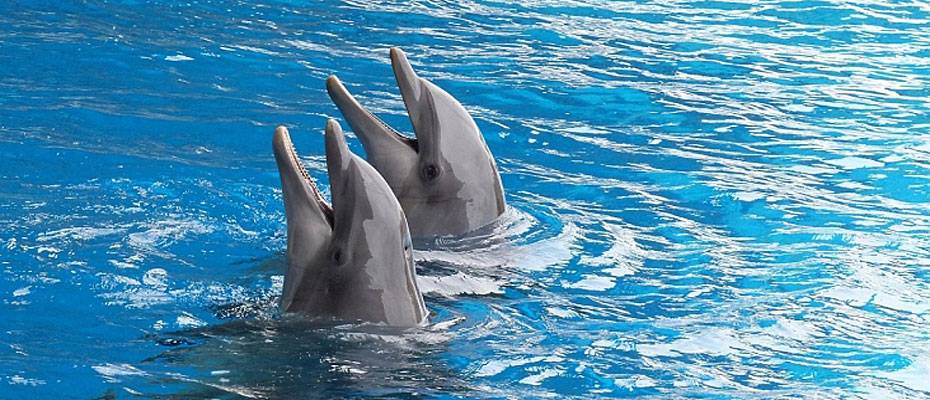 DERTOUR Group, esaret altındaki deniz memelileriyle yapılan tüm turları iptal ediyor - Lesen Sie die Nachrichten?>