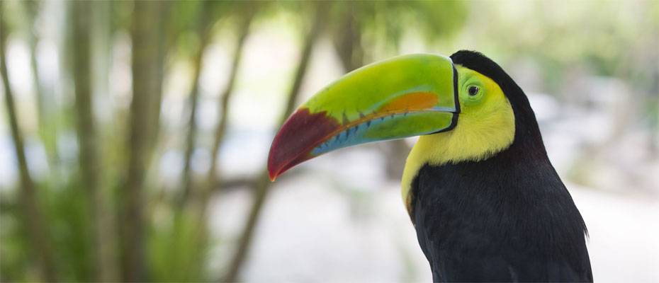 Von Faultier bis Jaguar: Acht Orte für unvergessliche Tierbegegnungen in Costa Rica - Lesen Sie die Nachrichten