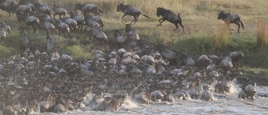 Kenya Yaban Hayatı Servisi, Masai Mara’daki Ritz-Carlton oteline yönelik iddiaları yalanladı - Lesen Sie die Nachrichten?>