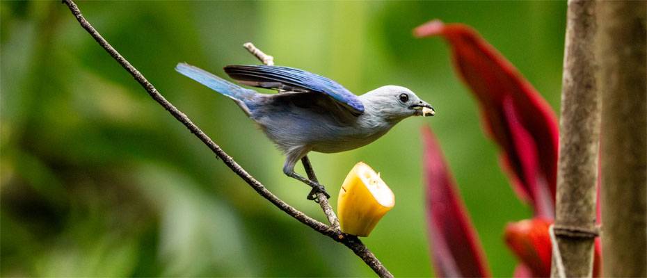 Tobago: Hotspot für Birdwatching in der Karibik - Lesen Sie die Nachrichten