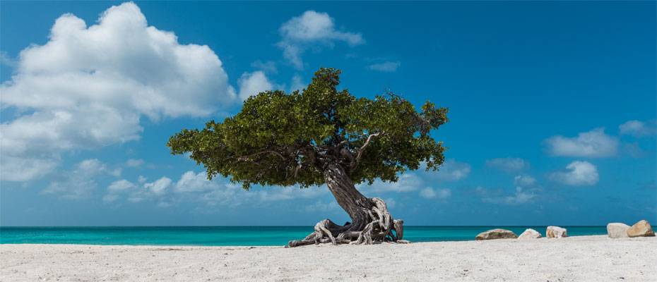 Aruba zählt zu den besten Reisezielen der Karibik - Lesen Sie die Nachrichten