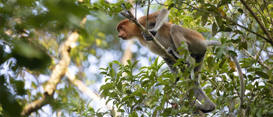 DIAMIR Erlebnisreisen organisiert FAMtrip nach Malaysia - Lesen Sie die Nachrichten